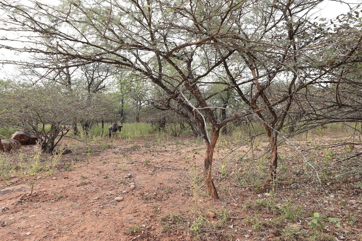 A view of the vacant residential land featuring natural bushveld vegetation and mature indigenous trees.