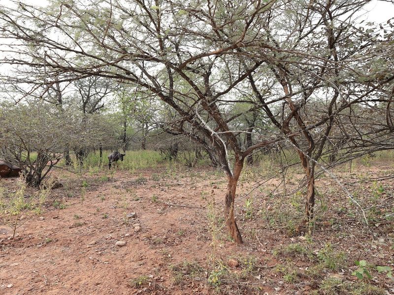 A view of the vacant residential land featuring natural bushveld vegetation and mature indigenous trees.