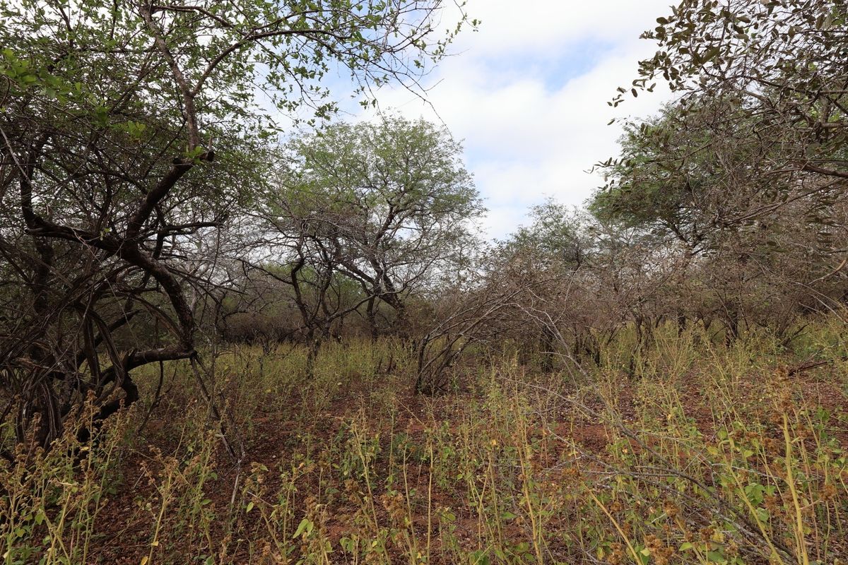 A view of the vacant residential land featuring natural vegetation and established trees across the property.