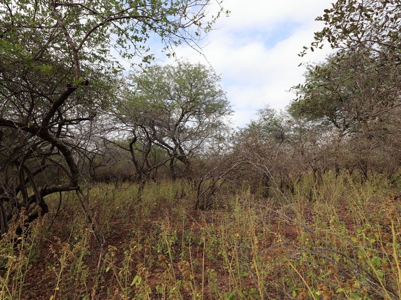 A view of the vacant residential land featuring natural vegetation and established trees across the property.