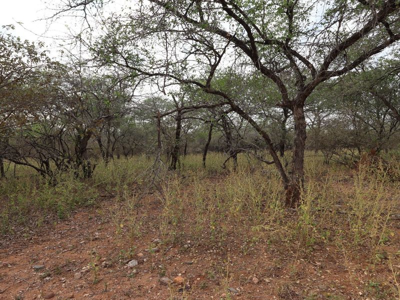 A view of the vacant residential land featuring established native trees and natural ground cover.