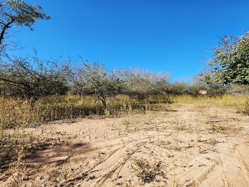 A view of a vacant residential plot featuring natural sandy terrain and established native trees under a clear blue sky.