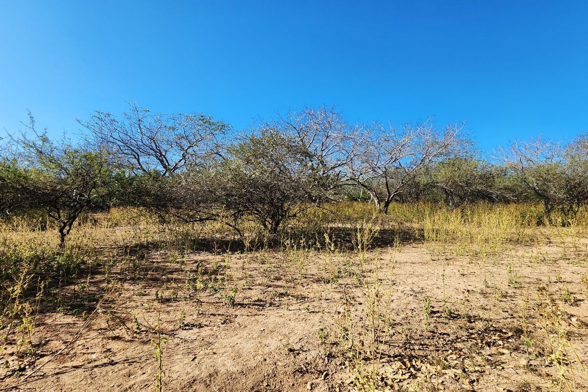 A view of the vacant residential land featuring natural vegetation and native trees under a clear blue sky.