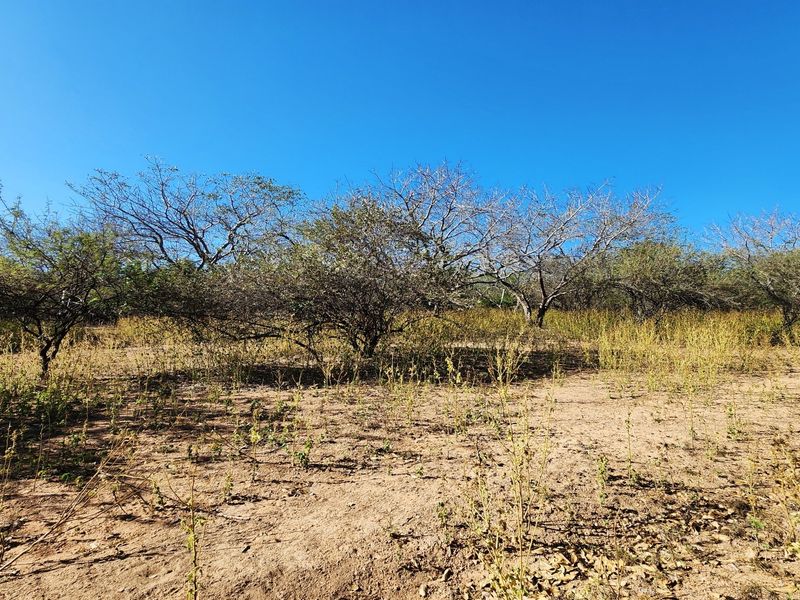 A view of the vacant residential land featuring natural vegetation and native trees under a clear blue sky.