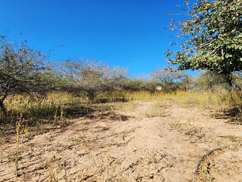 A view of the vacant residential land featuring natural vegetation and established trees under a clear blue sky.