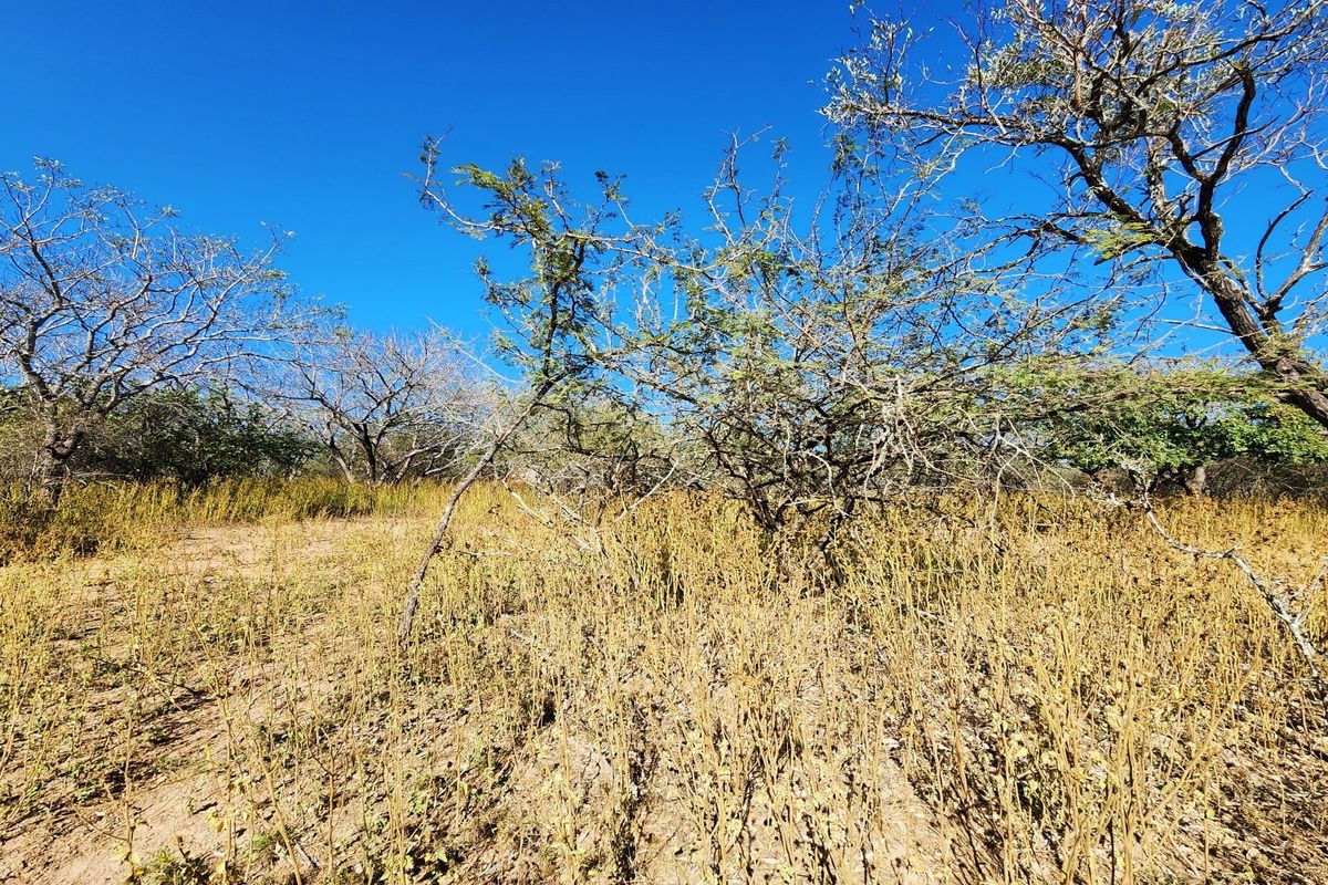 A view of the vacant residential land featuring natural vegetation and mature trees under a clear blue sky.