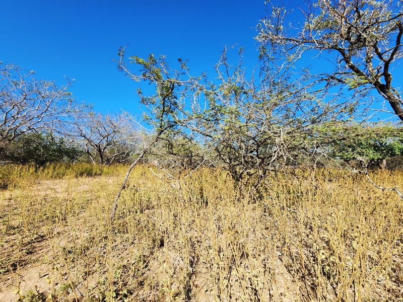 A view of the vacant residential land featuring natural vegetation and mature trees under a clear blue sky.