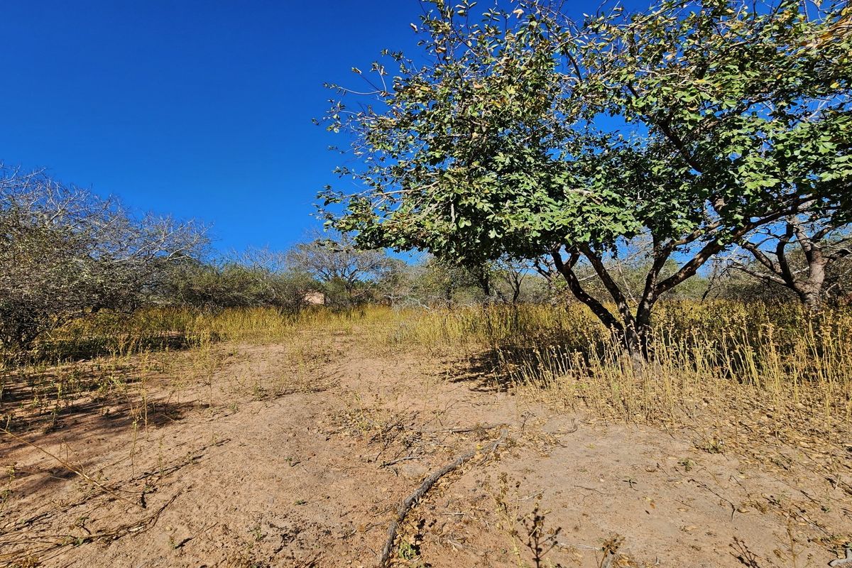 A view of a vacant residential plot featuring natural vegetation and mature trees under a clear blue sky.