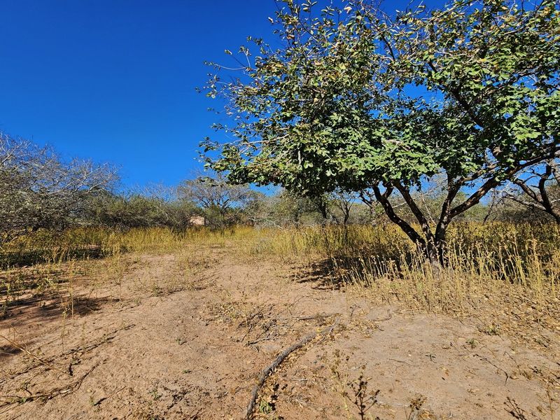 A view of a vacant residential plot featuring natural vegetation and mature trees under a clear blue sky.
