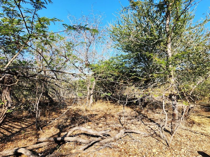A view of the natural, undeveloped garden area featuring established native trees and wild vegetation.