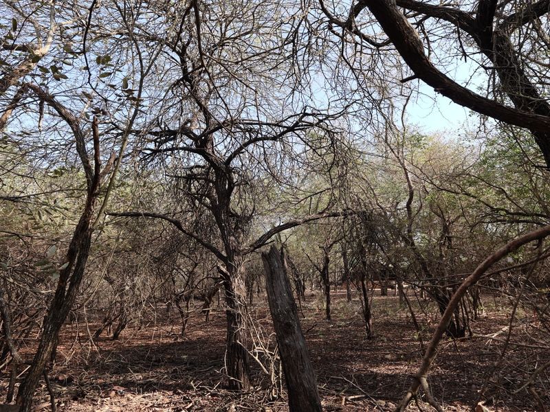 A view of the natural, undeveloped land featuring mature trees and dense vegetation, suitable for residential development.