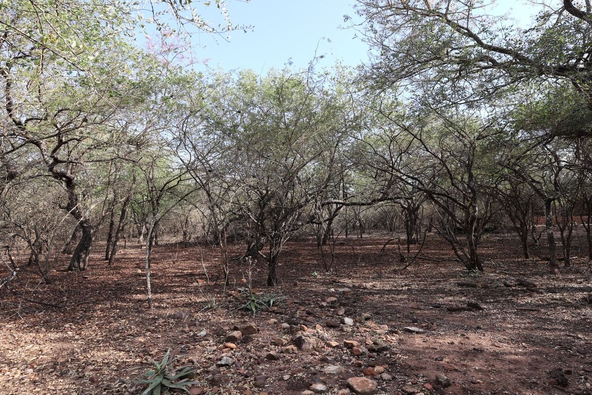 A view of a natural, undeveloped residential plot featuring mature trees and native ground cover.