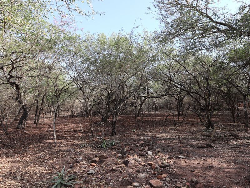 A view of a natural, undeveloped residential plot featuring mature trees and native ground cover.