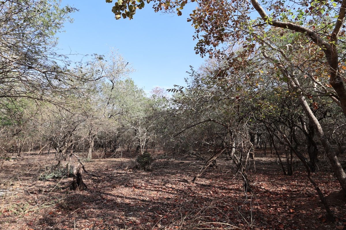A view of a vacant residential plot featuring mature trees and natural vegetation, offering a blank canvas for future development.