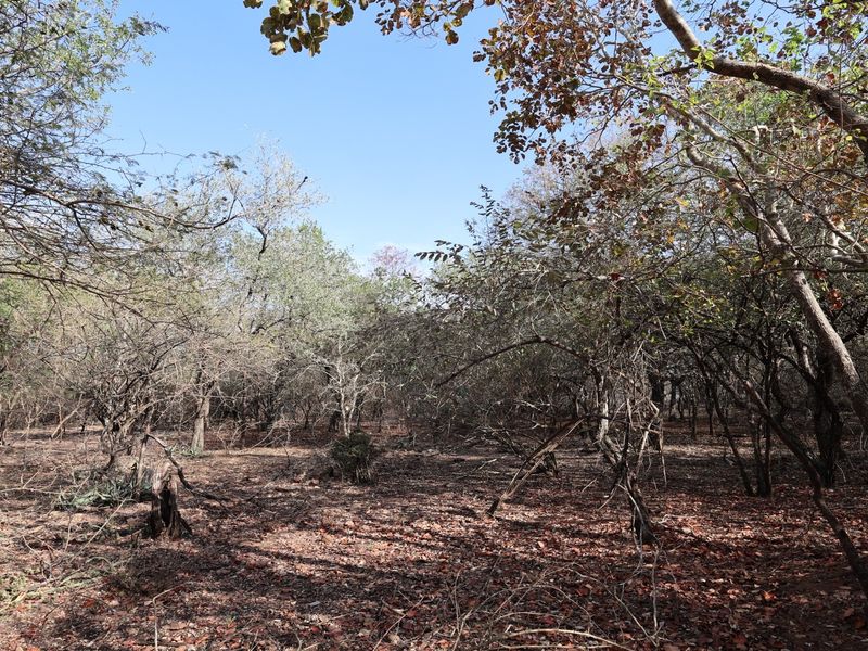 A view of a vacant residential plot featuring mature trees and natural vegetation, offering a blank canvas for future development.