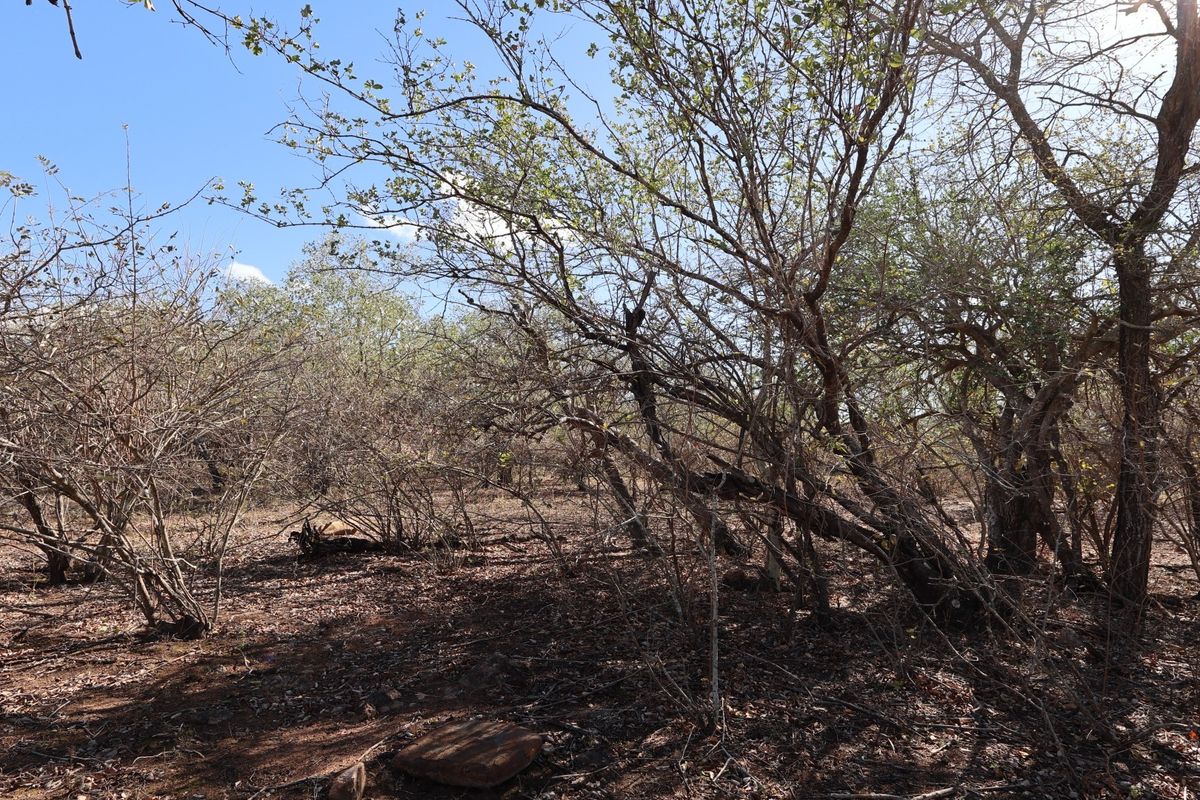 A view of the natural, undeveloped residential land featuring established native trees and indigenous vegetation.