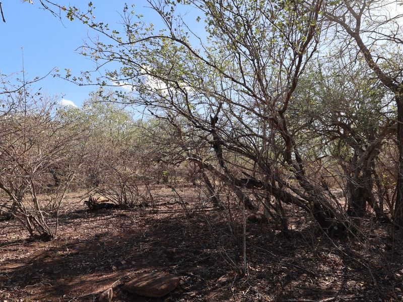 A view of the natural, undeveloped residential land featuring established native trees and indigenous vegetation.