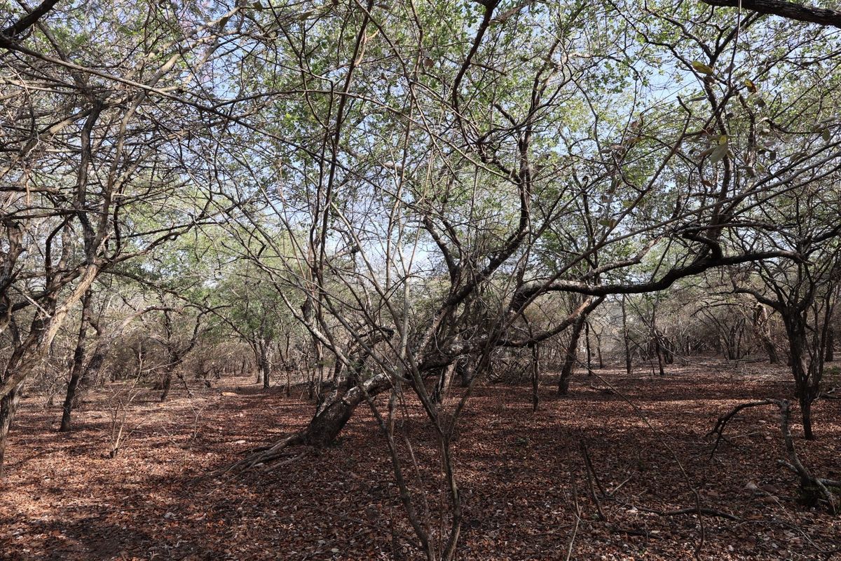 A view of a natural, wooded residential plot featuring mature trees and dense vegetation, offering a private and serene setting.