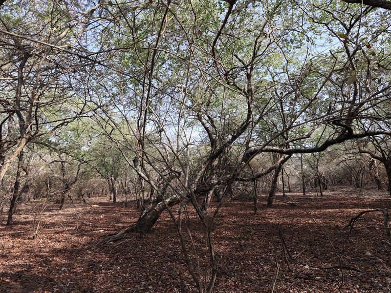 A view of a natural, wooded residential plot featuring mature trees and dense vegetation, offering a private and serene setting.