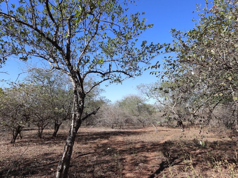 A view of the vacant residential land featuring established native trees and natural vegetation across the property.