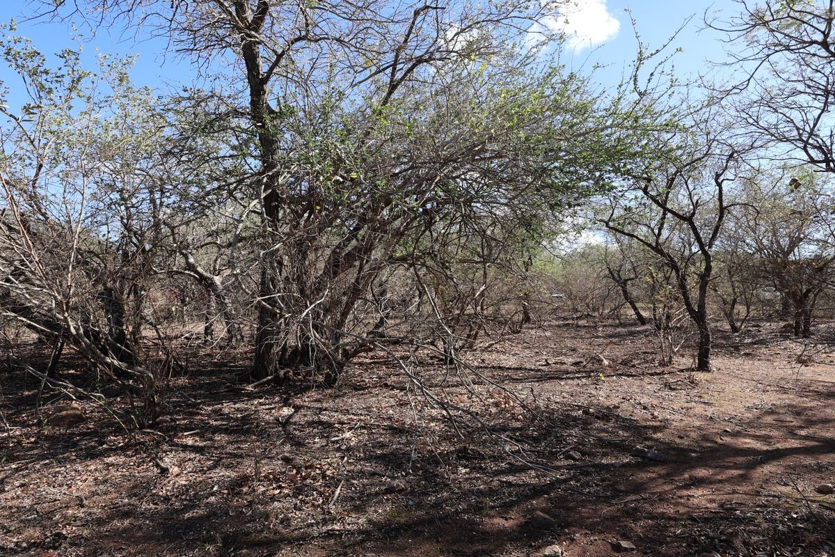 A view of the vacant residential land featuring natural vegetation and mature trees across the plot.