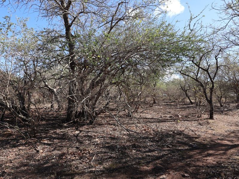 A view of the vacant residential land featuring natural vegetation and mature trees across the plot.