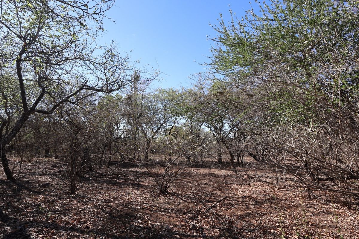 A view of the vacant residential land featuring natural vegetation and established trees.