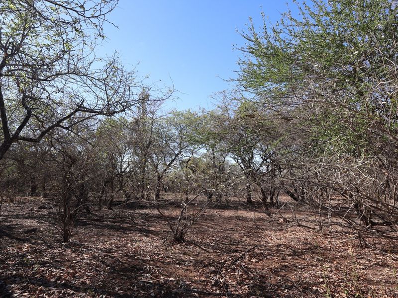 A view of the vacant residential land featuring natural vegetation and established trees.