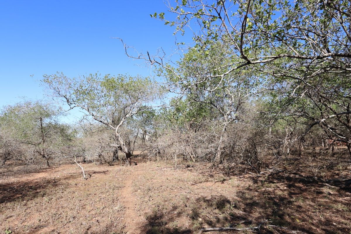 A view of a vacant residential plot featuring natural vegetation and mature trees, suitable for development.