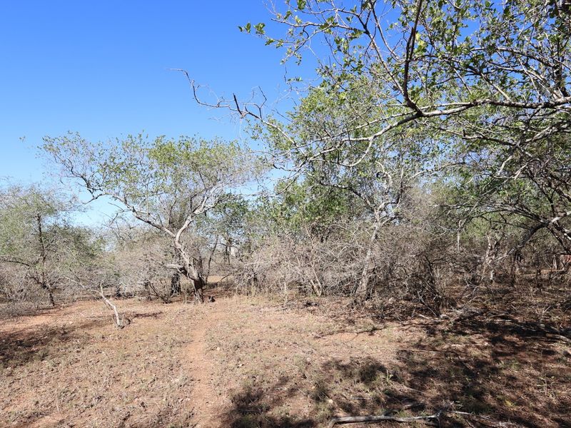 A view of a vacant residential plot featuring natural vegetation and mature trees, suitable for development.