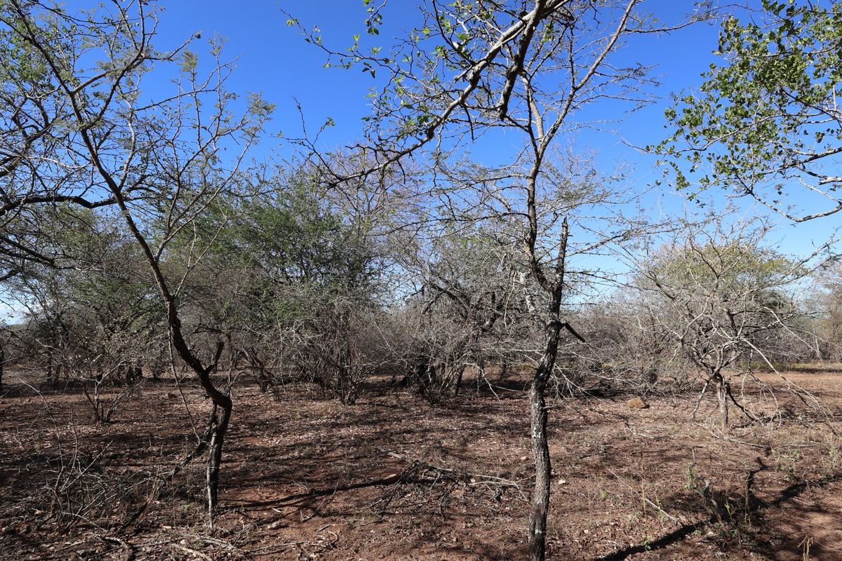 A view of the vacant residential land featuring natural vegetation and native trees under a clear blue sky.