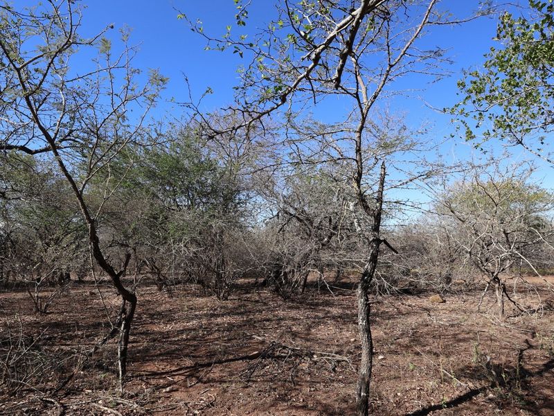 A view of the vacant residential land featuring natural vegetation and native trees under a clear blue sky.