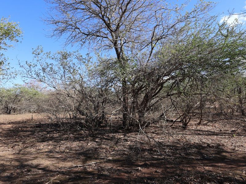 A view of the vacant residential land featuring natural vegetation and mature trees on the property.