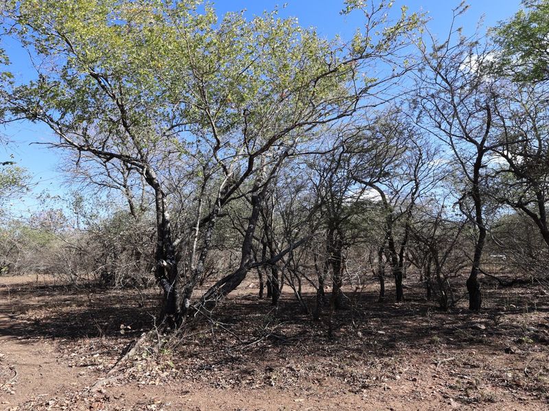 A view of the vacant residential land featuring mature trees and natural vegetation across the plot.