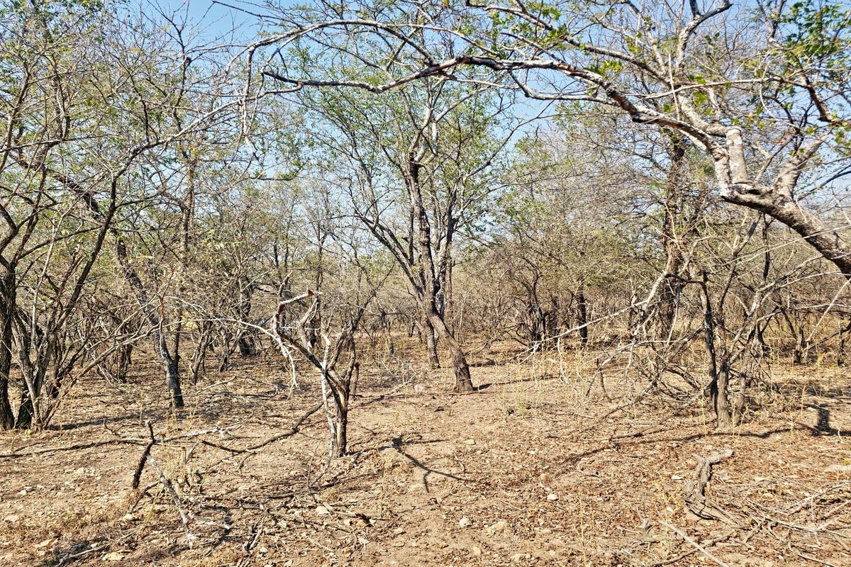 A view of the vacant residential land featuring natural bushveld vegetation and mature trees.