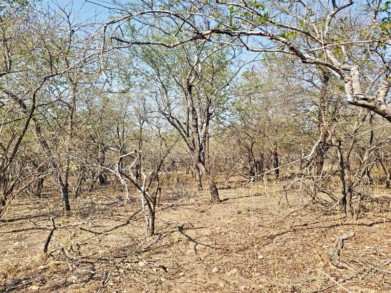 A view of the vacant residential land featuring natural bushveld vegetation and mature trees.