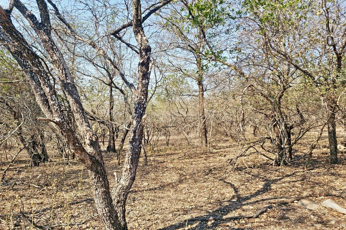 A view of the natural, undeveloped residential land featuring established native trees and dry ground cover.