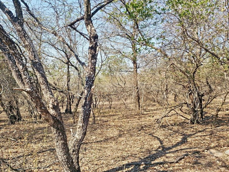A view of the natural, undeveloped residential land featuring established native trees and dry ground cover.
