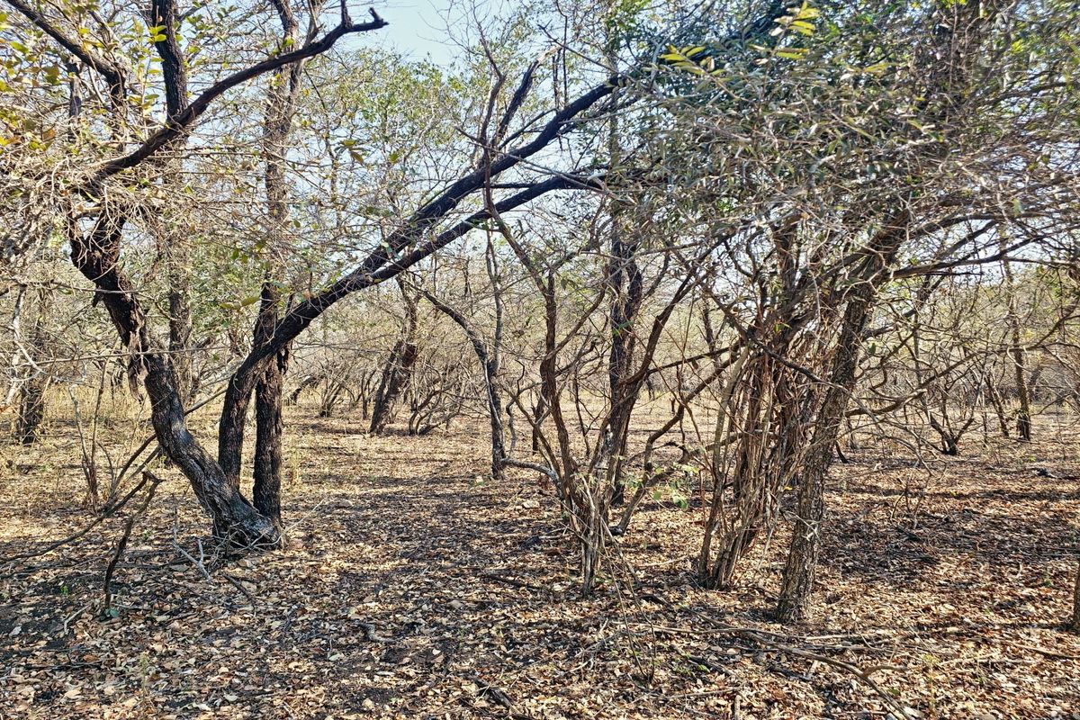 A view of the natural, undeveloped residential land featuring mature trees and native vegetation.