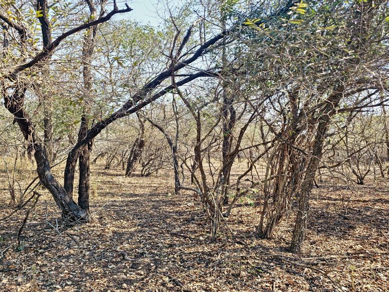 A view of the natural, undeveloped residential land featuring mature trees and native vegetation.