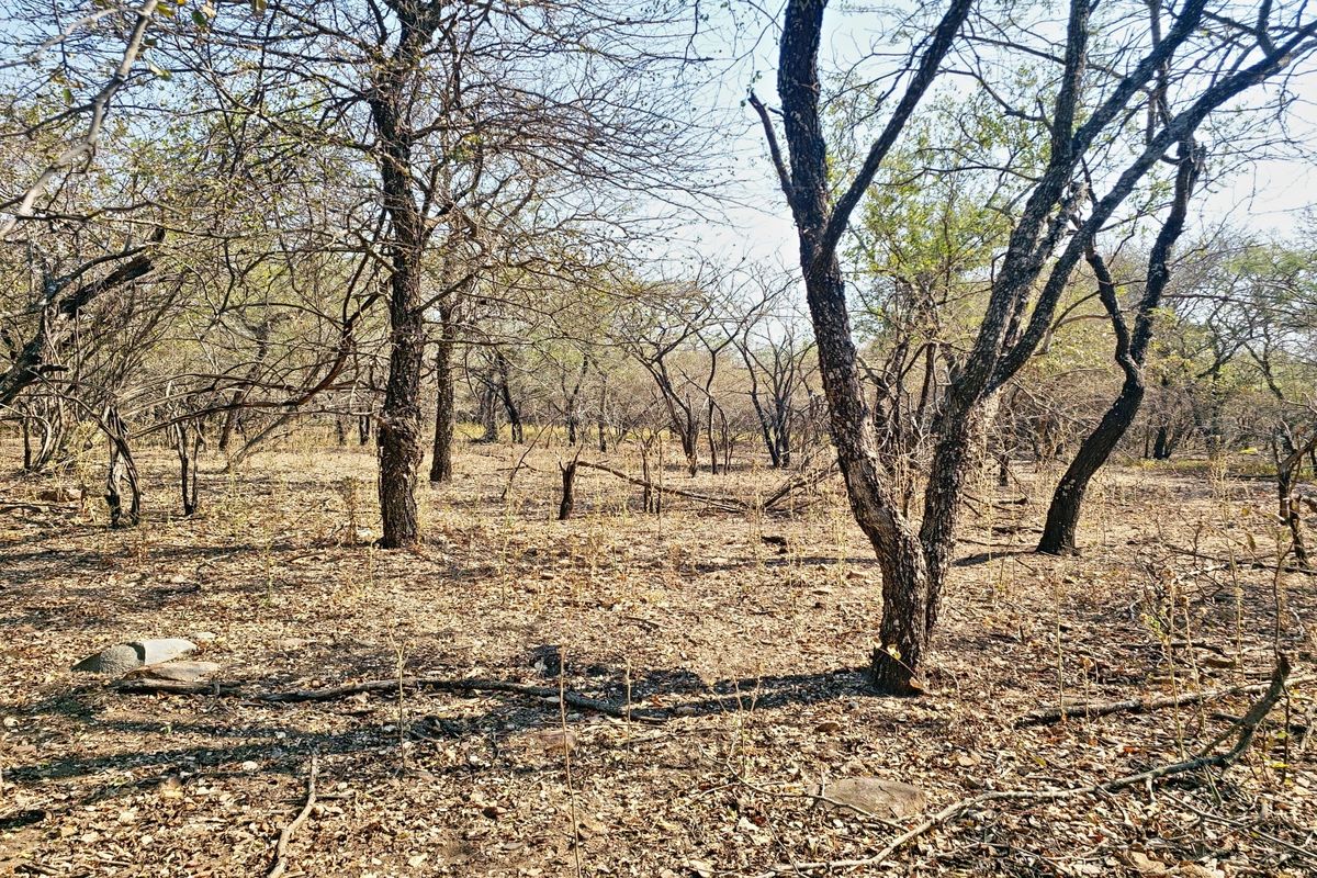 A view of a vacant residential plot featuring mature trees and natural ground cover, suitable for development.