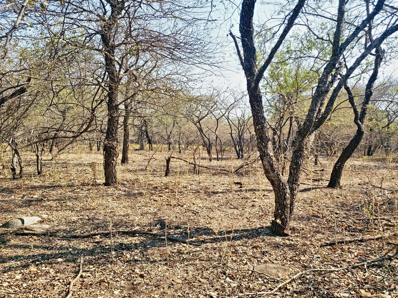 A view of a vacant residential plot featuring mature trees and natural ground cover, suitable for development.
