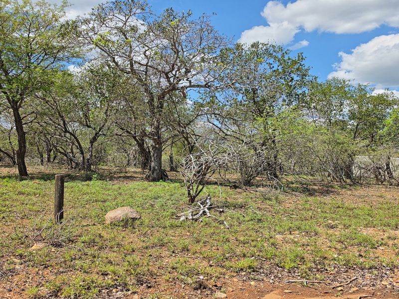 A view of a vacant residential plot featuring mature trees and natural vegetation, suitable for development.