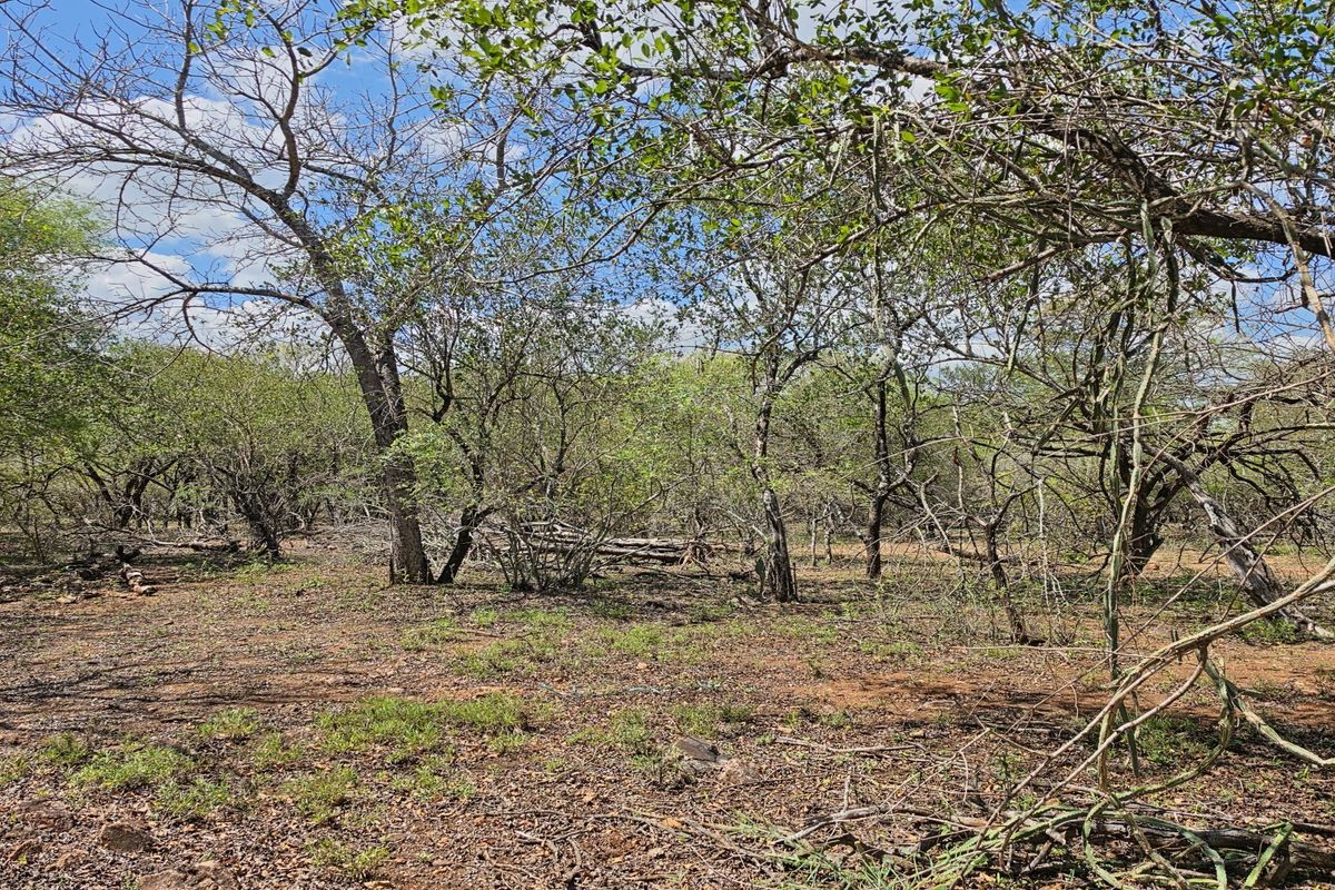 A view of the vacant residential land featuring mature trees and natural vegetation across the property grounds.