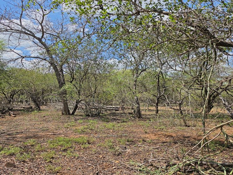A view of the vacant residential land featuring mature trees and natural vegetation across the property grounds.