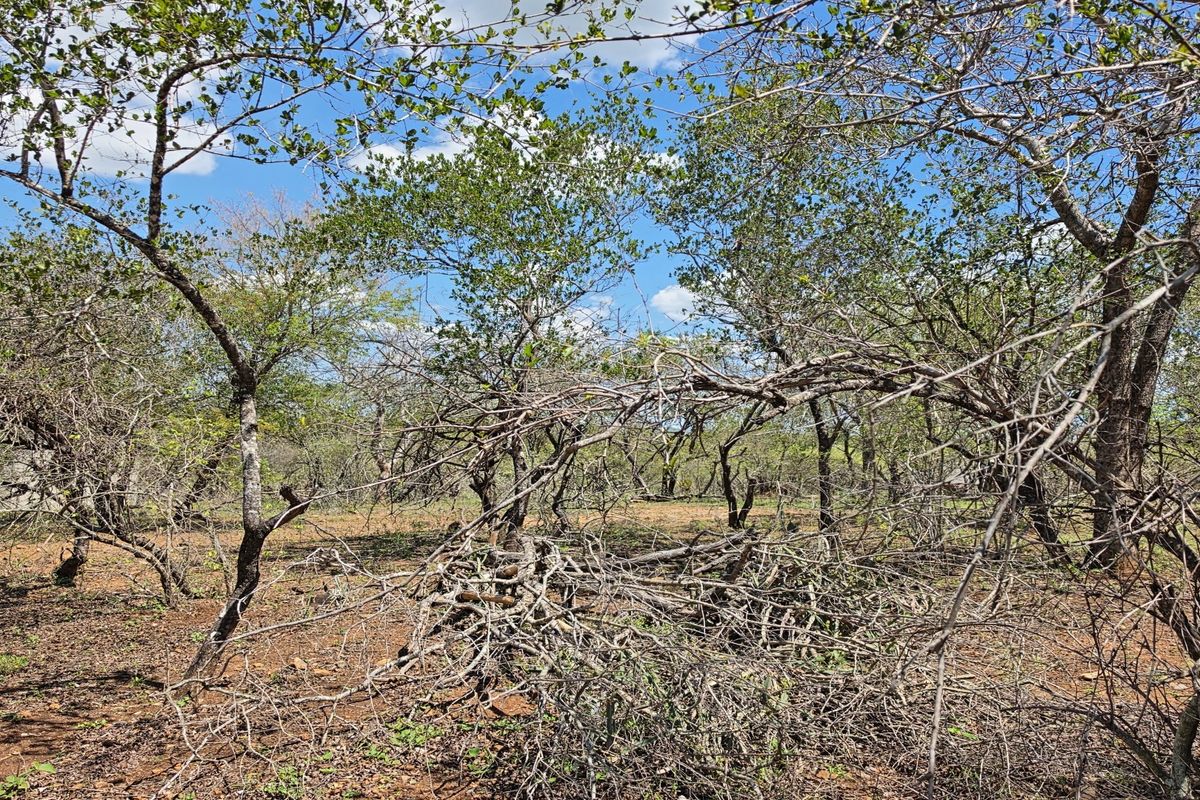 A view of a vacant residential plot featuring established native trees and natural vegetation cover.