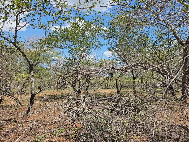 A view of a vacant residential plot featuring established native trees and natural vegetation cover.
