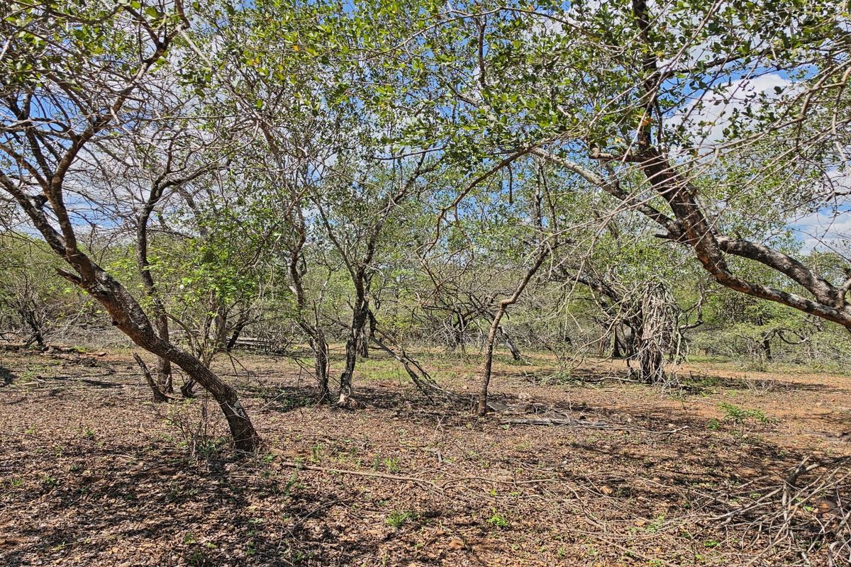 A view of the vacant residential land featuring mature trees and natural vegetation across the property.