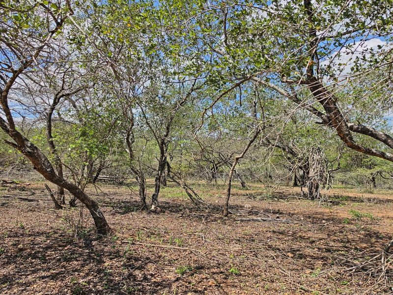 A view of the vacant residential land featuring mature trees and natural vegetation across the property.