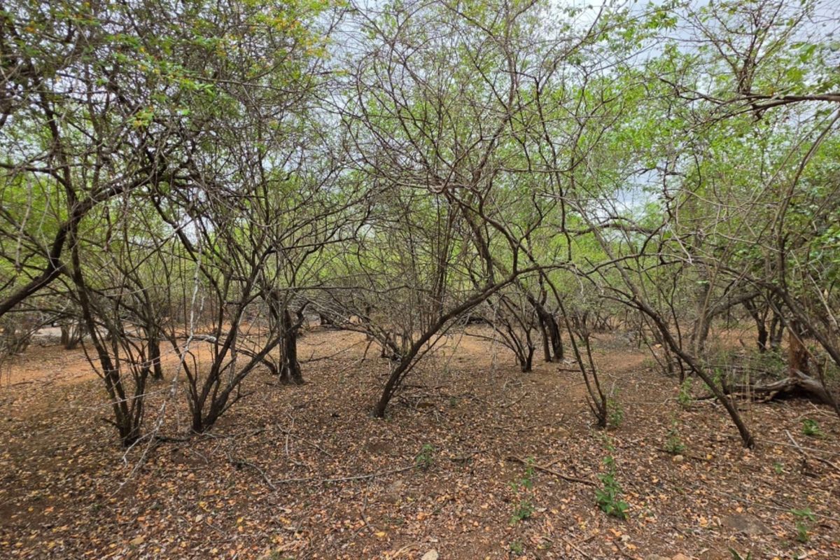 A view of the vacant residential land featuring established trees and natural ground cover.